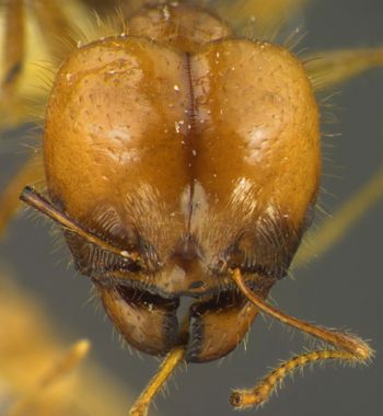 Media type: image;   Entomology 34379 Aspect: head frontal view
